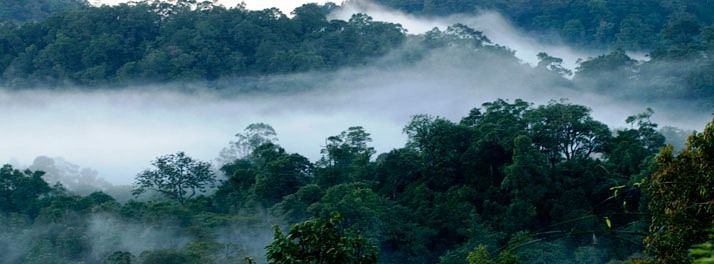 1022/The Elephant Court - Thekkady 22.jpg